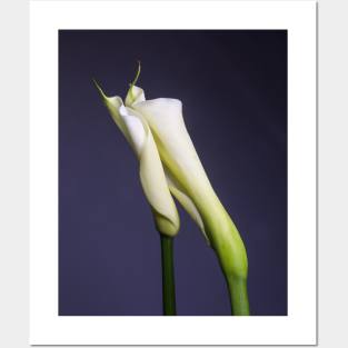 Calla Lilies - Tender Touch Posters and Art